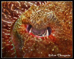 Abstract photo of Cuttlefish eye at Nelson Bay, Australia. by Ken Thongpila 